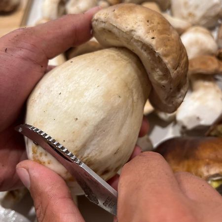 I Narcisi Fronte Lago Maggiore Germignaga Eksteriør billede